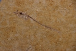 Cobitopsis acutus - Rupelian - Saint Saturnin - Auvergne - FRANCE