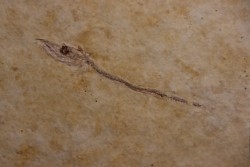 Cobitopsis acutus - Rupelian - Saint Saturnin - Auvergne - FRANCE