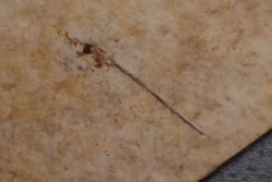 Cobitopsis acutus juvenile - Rupélien - Saint Saturnin - Auvergne - FRANCE