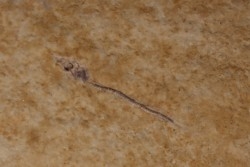 Cobitopsis acutus juvenile - Rupélien - Saint Saturnin - Auvergne - FRANCE