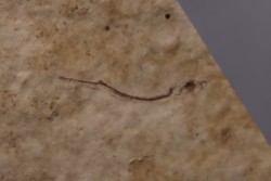 Cobitopsis acutus juvenil - Rupelian - Saint Saturnin - Auvergne - FRANCE