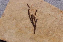 Végétal - Rupelian - Saint Saturnin - Auvergne - FRANCE