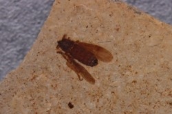 insecte Diptère - Rupélien - Saint Saturnin - Auvergne - FRANCE
