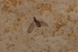 insecte Diptère - Rupélien - Saint Saturnin - Auvergne - FRANCE