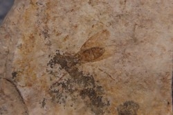 insecte  Diptère - Rupelian - Saint Saturnin - Auvergne - FRANCE