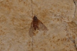 insecte Diptère - Rupélien - Saint Saturnin - Auvergne - FRANCE