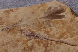 Bird feather - Rupelian - Saint Saturnin - Auvergne - FRANCE