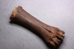 metatarsal  Bison priscus  pleistocene  mer du Nord - Hollande