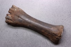 metatarsal  Bison priscus  pleistocene  mer du Nord - Hollande