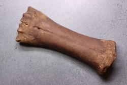 métatarse de  Bison priscus - pléistocène - mer du Nord - Hollande