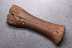 metatarsal  Bison priscus  pleistocene  mer du Nord - Hollande