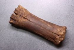 metatarsal  Bison priscus  pleistocene  mer du Nord - Hollande