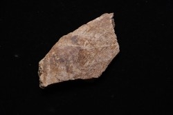 TRICERATOPS:   Bone's fragment with predation marks - Hell Creek  Fmt - upper cretaceous - Montana - USA