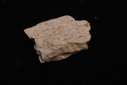 fragment d'os de dinosaure TRICERATOPS avec trace de prédation   Hell Creek  FMT - crétacé supérieur - Montana - USA