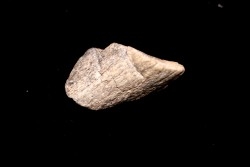 TRICERATOPS:   Bone's fragment with predation marks - Hell Creek  Fmt - upper cretaceous - Montana - USA