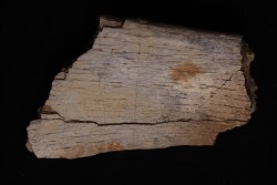 TRICERATOPS:   Bone's fragment with predation marks - Hell Creek  Fmt - upper cretaceous - Montana - USA