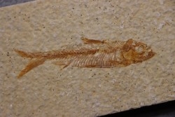 KNIGHTIA EOCAENA - Eocène - green river formation - Kemmerer, Wyoming - USA