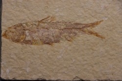 poisson fossile KNIGHTIA EOCAENA - Eocène - green river formation - WYOMING, USA