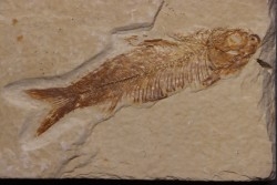 KNIGHTIA EOCAENA - Eocène - green river formation - Kemmerer, Wyoming - USA