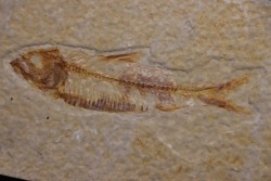 poisson fossile KNIGHTIA EOCAENA - Eocène - green river formation - WYOMING, USA