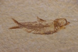 KNIGHTIA EOCAENA - Eocène - green river formation - Kemmerer, Wyoming - USA