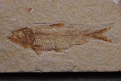 poisson fossile KNIGHTIA EOCAENA - Eocène - green river formation - WYOMING, USA