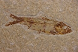KNIGHTIA EOCAENA - Eocène - green river formation - Kemmerer, Wyoming - USA