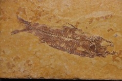 KNIGHTIA EOCAENA - Eocène - green river formation - Kemmerer, Wyoming - USA
