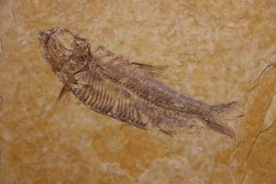 KNIGHTIA EOCAENA - Eocène - green river formation - Kemmerer, Wyoming - USA