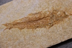 KNIGHTIA EOCAENA - Eocène - green river formation - Kemmerer, Wyoming - USA