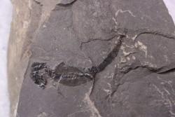 branchiosaure (protriton) petrolei - Autunian - Autun, France