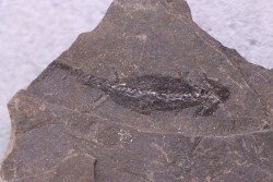 branchiosaure (protriton) petrolei - Autunian - Autun, France