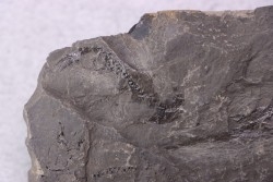 branchiosaure (protriton) petrolei - Autunian - Autun, France