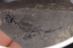 branchiosaure (protriton) petrolei - Autunian - Autun, France