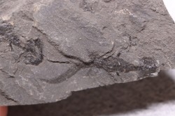 branchiosaure (protriton) petrolei - Autunien - Autun, FRANCE
