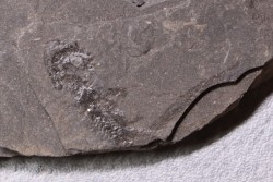 branchiosaure (protriton) petrolei - Autunian - Autun, France