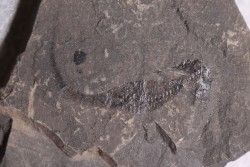 branchiosaure (protriton) petrolei - Autunien - Autun, FRANCE