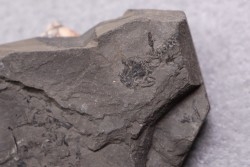 branchiosaure (protriton) petrolei - Autunien - Autun, FRANCE