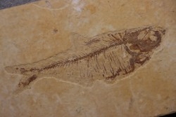 Diplomystus dentatus - Eocène - green river formation - Wyoming - USA