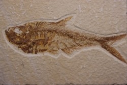 Diplomystus dentatus - Eocène - green river formation - Wyoming - USA