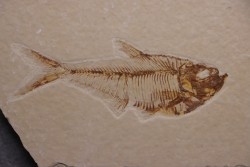 Diplomystus dentatus - Eocène - green river formation - Wyoming - USA