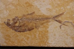 poisson fossile Diplomystus dentatus - WYOMING, USA