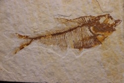 poisson fossile Diplomystus dentatus - WYOMING, USA