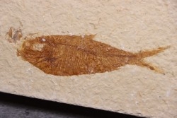 Diplomystus dentatus - Eocène - green river formation - Wyoming - USA