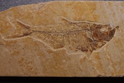 Diplomystus dentatus - Eocène - green river formation - Wyoming - USA