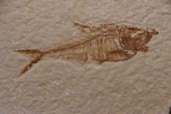 Diplomystus dentatus - Eocène - green river formation - Wyoming - USA