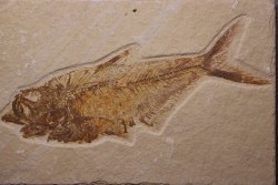 Diplomystus dentatus - Eocène - green river formation - Wyoming - USA