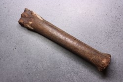 Metatarsal de cheval primitif  Equus sp. -  Pléistocène  - mer du Nord, Hollande