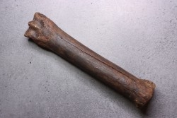 Metatarsal de cheval primitif  Equus sp. -  Pléistocène  - mer du Nord, Hollande