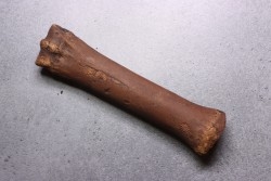 Metatarsal de cheval primitif  Equus sp. -  Pléistocène  - mer du Nord, Hollande